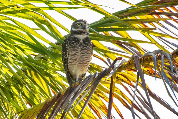 Coruja-buraqueira (Athene cunicularia): tem esse nome por viver em buracos cavados no solo. Possui uma visão 100 vezes mais aguçada que a do homem. Seu pescoço é capaz de girar até 270 graus. por Leonardo Merçon/Divulgação/Vale