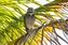 Coruja-buraqueira (Athene cunicularia): tem esse nome por viver em buracos cavados no solo. Possui uma visão 100 vezes mais aguçada que a do homem. Seu pescoço é capaz de girar até 270 graus.(Leonardo Merçon/Divulgação/Vale)