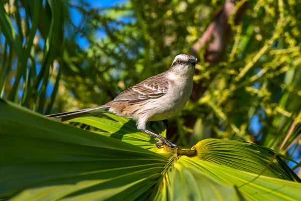 Sabiá-do-campo (Mimus saturninus): com seu canto característico, é presença constante na Praia de Camburi, encantando os frequentadores. por Leonardo Merçon/Divulgação/Vale
