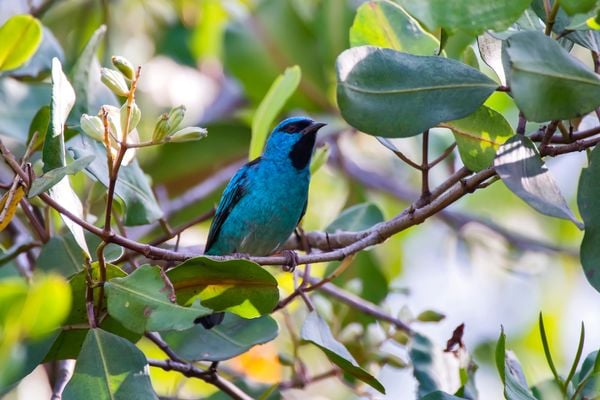 Saí-azul macho (Dacnis cayana): este pássaro gosta de frequentar comedouros com frutas. A fêmea é bem diferente, verde com a cabeça azulada. por Divulgação/Vale