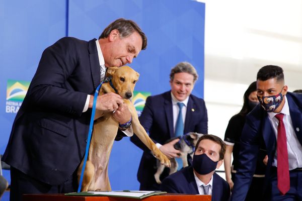 Jair Bolsonaro, com um cachorro, sanciona lei que torna mais duras penas por maus-tratos a cães e gatos