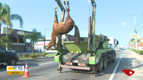 Égua é retirada da pista por uma equipe da Prefeitura de Vila Velha