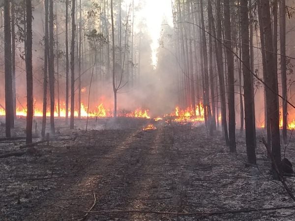 Fogo destruiu grande parte da vegetação de eucaliptos, em Itaúnas