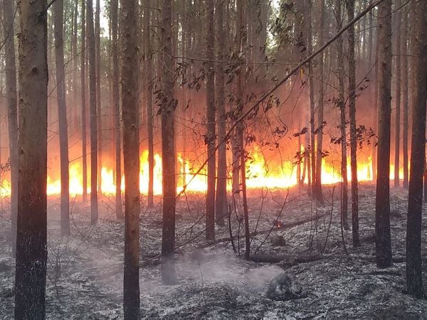 Incêndio atingiu a área de plantação de eucaliptos, em Itaúnas