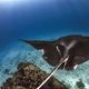 Imagem - Animais marinhos capturados no ES eram vendidos ilegalmente no RJ