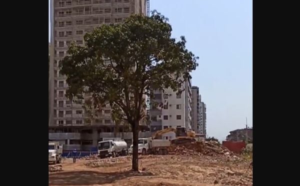 Gêmeas fazem campanha para salvar árvore que fica em terreno em que funcionava o Chalé Motel