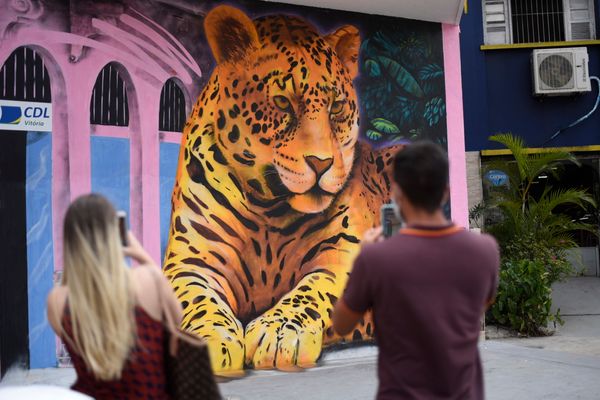 Painel onça pintada