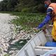 Imagem - Análise aponta que esgoto causou mortes de peixes em lagoa de Linhares
