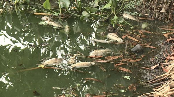 A Secretaria municipal de Meio Ambiente informou que as causas podem estar ligadas a influência da mudança brusca de temperatura na lagoa por TV Gazeta Norte | Reprodução