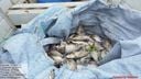 Peixes mortos encontrados em Linhares(Secretaria Municipal de Meio Ambiente de Linhares)