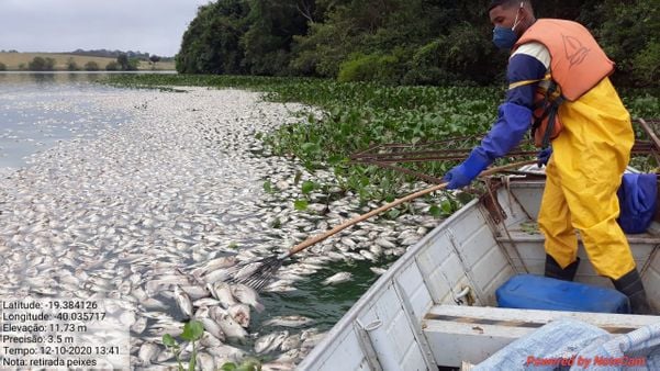 Peixes mortos encontrados em Linhares