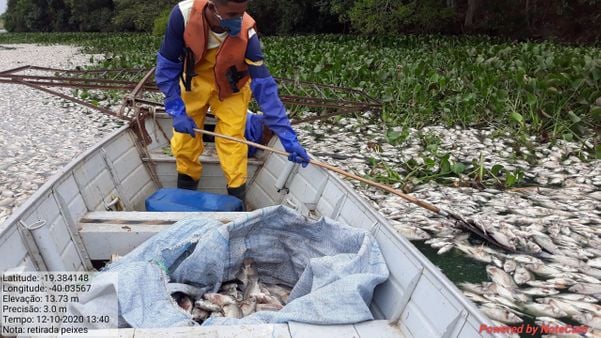 Peixes mortos encontrados em Linhares por Secretaria Municipal de Meio Ambiente de Linhares