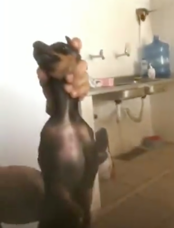 Ex-funcionário de creche para animais em Jardim da Penha grava vídeos praticando maus-tratos
