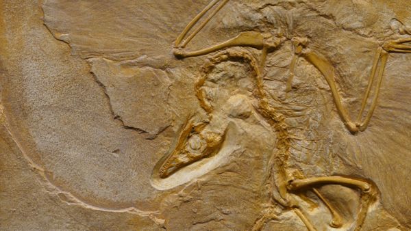 Milhares de outros ossos fossilizados de aves também foram identificados no sítio paleontológico