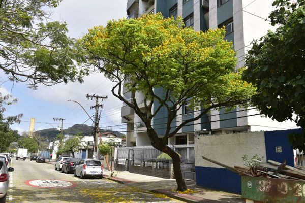 Árvore florida no bairro Bento Ferreira