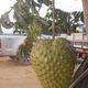Imagem - Empresário colhe graviola gigante de 11 kg em Linhares