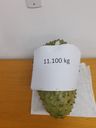 Graviola colhida em Linhares pesa mais de 11kg(Dalziso Armani)