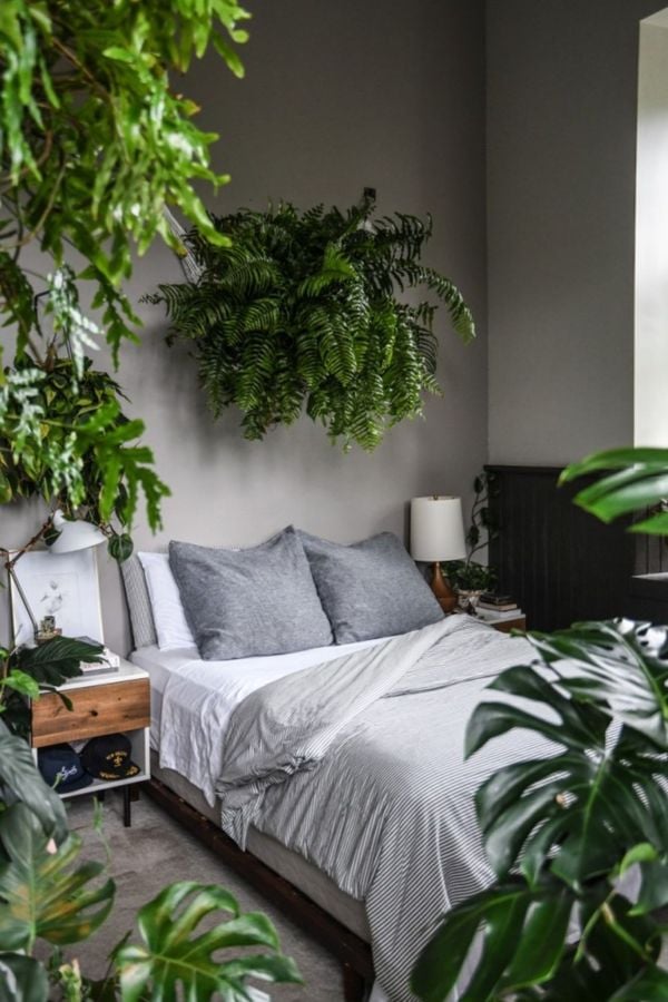 A Gazeta | As plantas ideais para cantinhos com pouca luz no apartamento