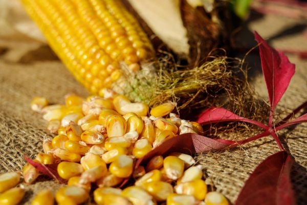 Governo decidiu zerar o imposto de importação de soja e milho 