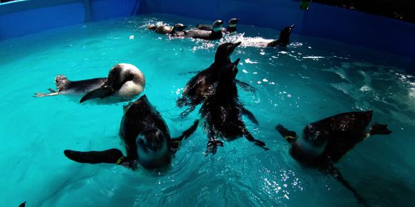 Pinguins reabilitados são devolvidos ao mar em Anchieta | A Gazeta
