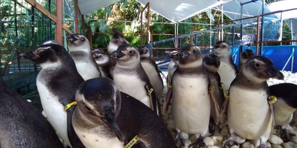 Pinguins soltos no mar de Anchieta
