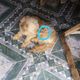 Imagem - Homem é preso por atirar em cachorro com espingarda em Santa Maria de Jetibá