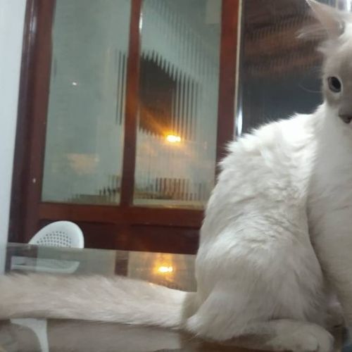 O caso serve como um alerta para o risco de pessoas transmitirem a Covid-19 para os animais. Não há pesquisas que comprovem se os animais de estimação podem infectar os donos