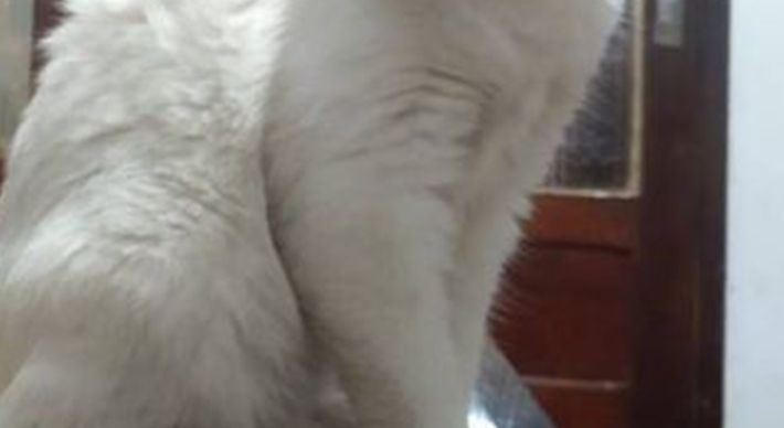 O presidente do Conselho Regional de Medicina Veterinária do Espírito Santo, Marcus Braun, afirmou que não há confirmação de que gatos transmitam o novo coronavírus para seres humanos