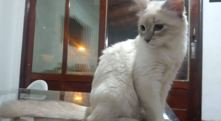 O caso serve como um alerta para o risco de pessoas transmitirem a Covid-19 para os animais. Não há pesquisas que comprovem se os animais de estimação podem infectar os donos