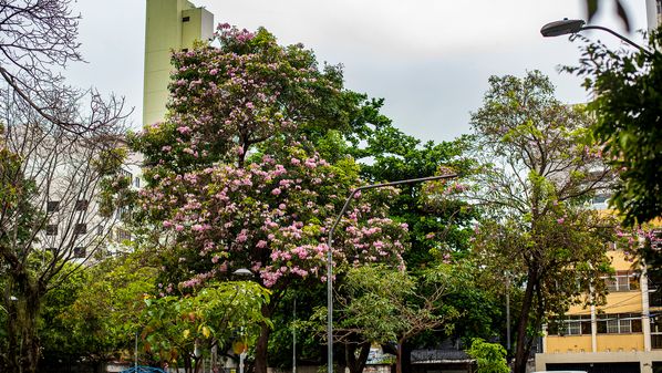 Prefeitura de Vitória anuncia redução do tamanho da praça para a melhoria do tráfego no acesso à Terceira Ponte