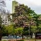 Imagem - Fotojornalismo: ipês floridos chamam atenção pelas ruas de Vitória