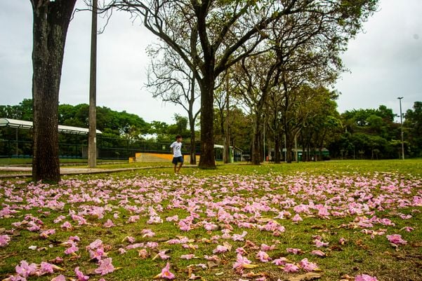 Ipês floridos chama atenção na cidade