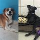 Imagem - Cachorros do ES receberão cadeiras de rodas de projeto nacional