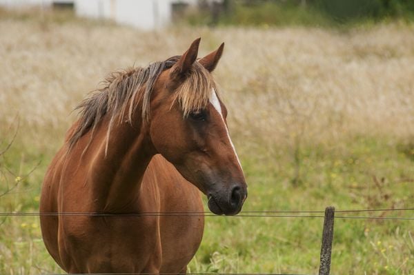 Cavalo pode ser penhorado para pagar dívidas trabalhistas