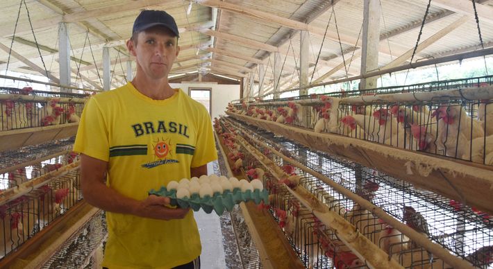 O município produz mais de 361,3 milhões de dúzias por ano e, novamente, é reconhecido como o maior do país nesse segmento. Entenda como região alcançou esse posto