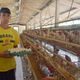 Imagem - Cidade do ES é a capital nacional de produção de ovos de galinha