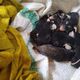 Imagem - Filhotes de gambás são resgatados às margens da BR-101, em Guarapari