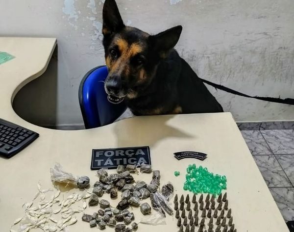Cão da equipe K9 da PM com drogas apreendidas em Conceição da Barra