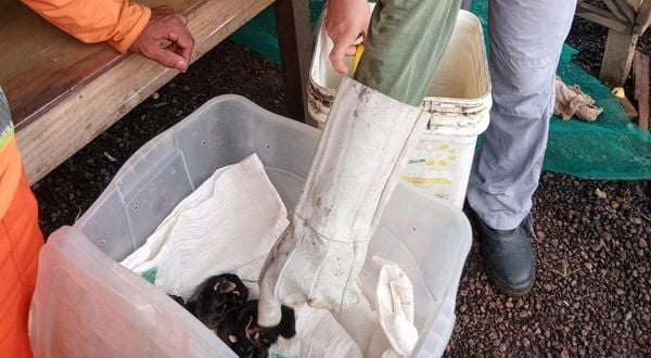 Filhotes foram levados para o Centro de Reintrodução de Animais Selvagens (Cereias), em Aracruz