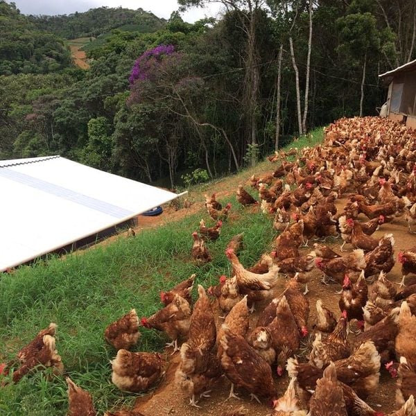 Produção de ovos caipiras em Santa Maria de Jetibá por ovocaipiraladaroca/Instagram