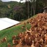 Produção de ovos caipiras em Santa Maria do Jetibá(ovocaipiraladaroca/Instagram)