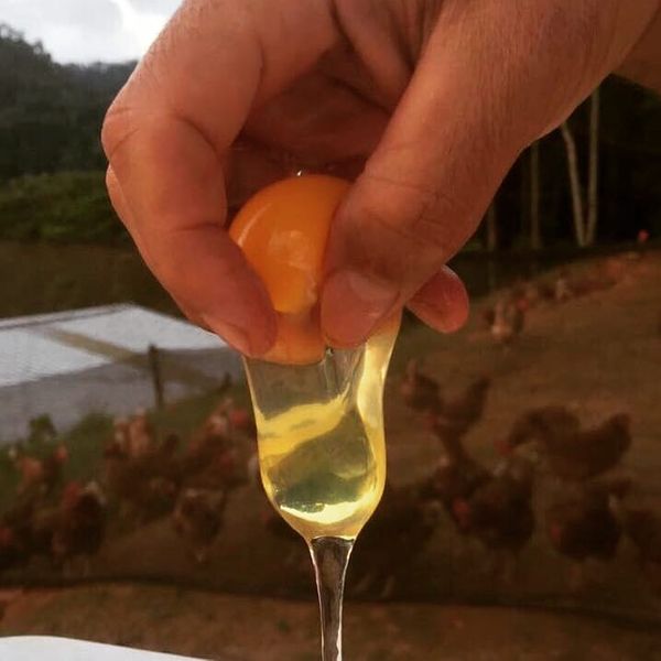 Produção de ovos caipiras em Santa Maria de Jetibá por ovocaipiraladaroca/Instagram