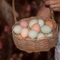Produção de ovos caipiras em Santa Maria do Jetibá(ovocaipiraladaroca/Instagram)