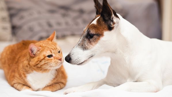 Com investimento de R$ 851 mil, iniciativa da prefeitura e do governo do Estado vai priorizar animais em situação de vulnerabilidade.