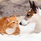 Imagem - Aplicativo gratuito ensina a identificar dor em cães e gatos