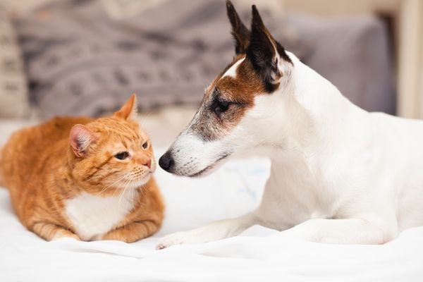 vacinação de cães e gatos
