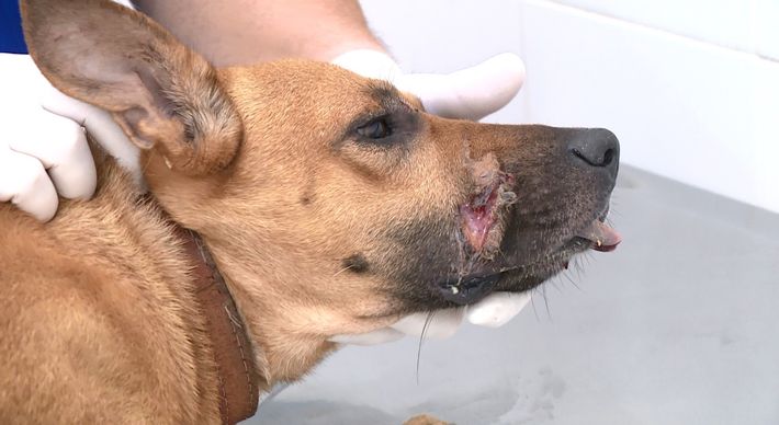 Após denúncia contra o suspeito por maus-tratos contra cães, policiais militares constataram, na tarde desta segunda-feira (26), que um dos cachorros apresentava um corte perto do focinho. 'Russo' foi tratado por um veterinário e o dono dele foi preso