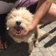 Imagem - Cachorra é resgatada dois dias após deslizamento no Centro de Vitória