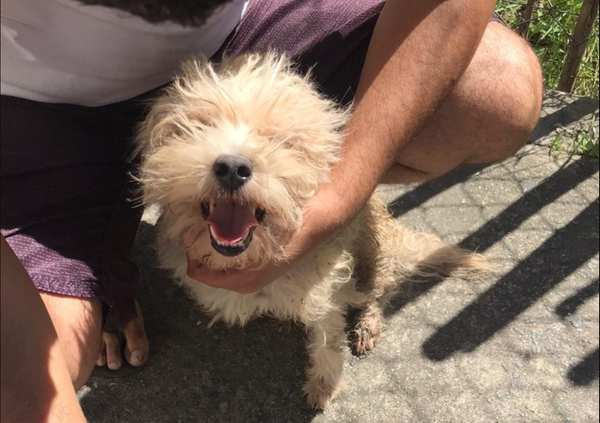 A cachorrinha Mel foi resgatada depois de 3 dias presa nos escombros do deslizamento no Centro de Vitória