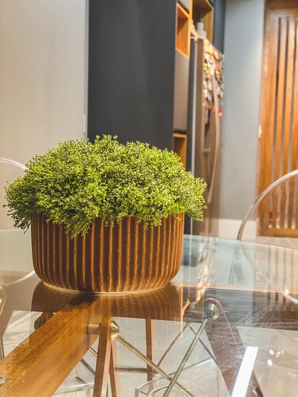É importante escolher bem o vaso e onde a planta vai ficar para compor a decoração de forma harmônica